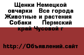 Щенки Немецкой овчарки - Все города Животные и растения » Собаки   . Пермский край,Чусовой г.